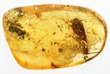 Detailed Fossil Caddisfly (Trichoptera) In Baltic Amber #343406-1